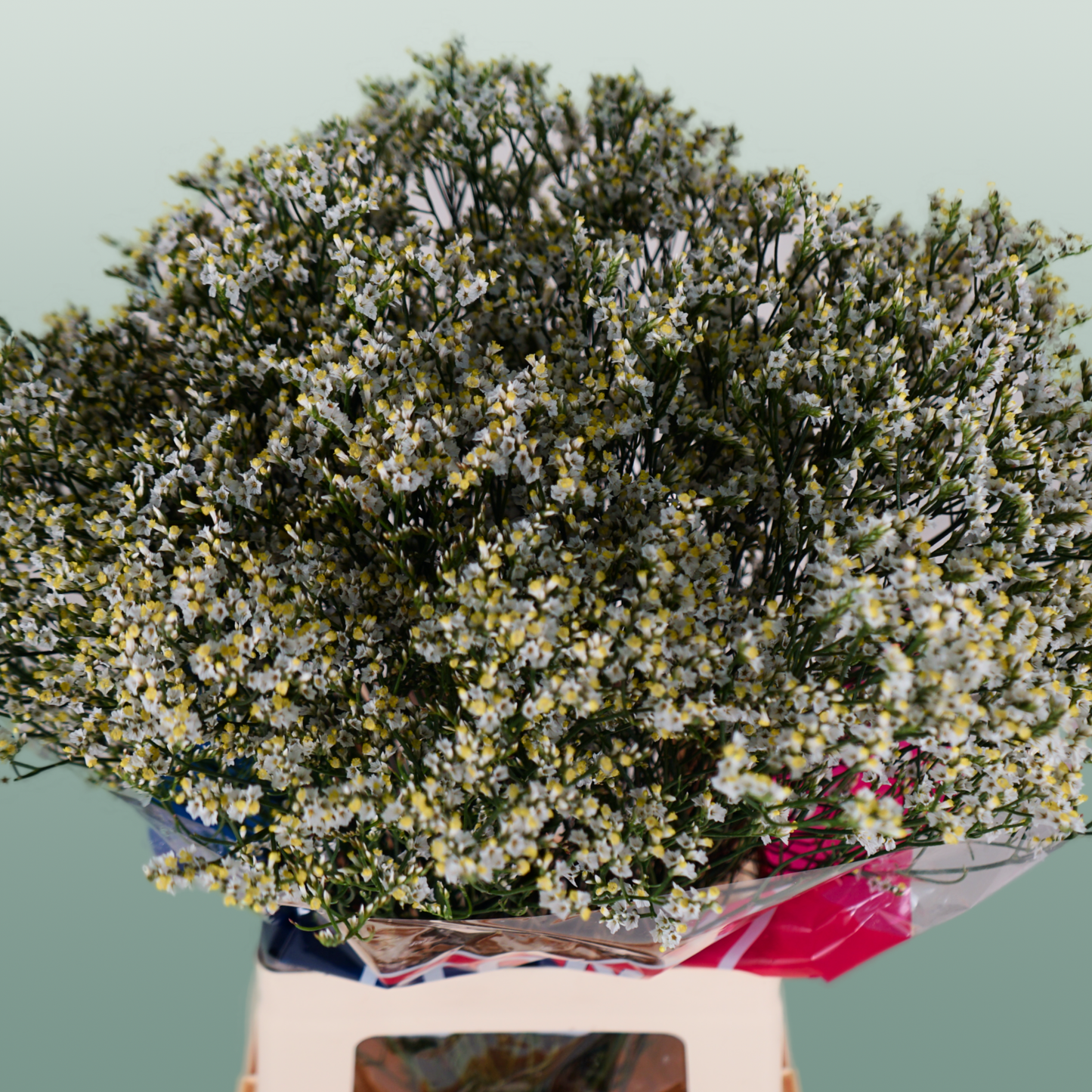 Limonium Clear Diamond (25 Stems)