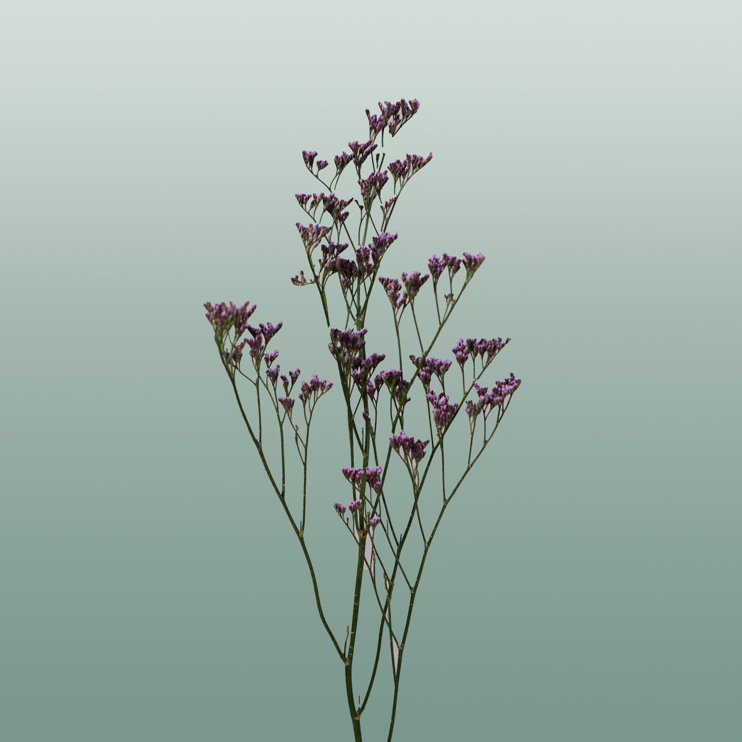 Limonium Safora Dark Blue (25 Stems)