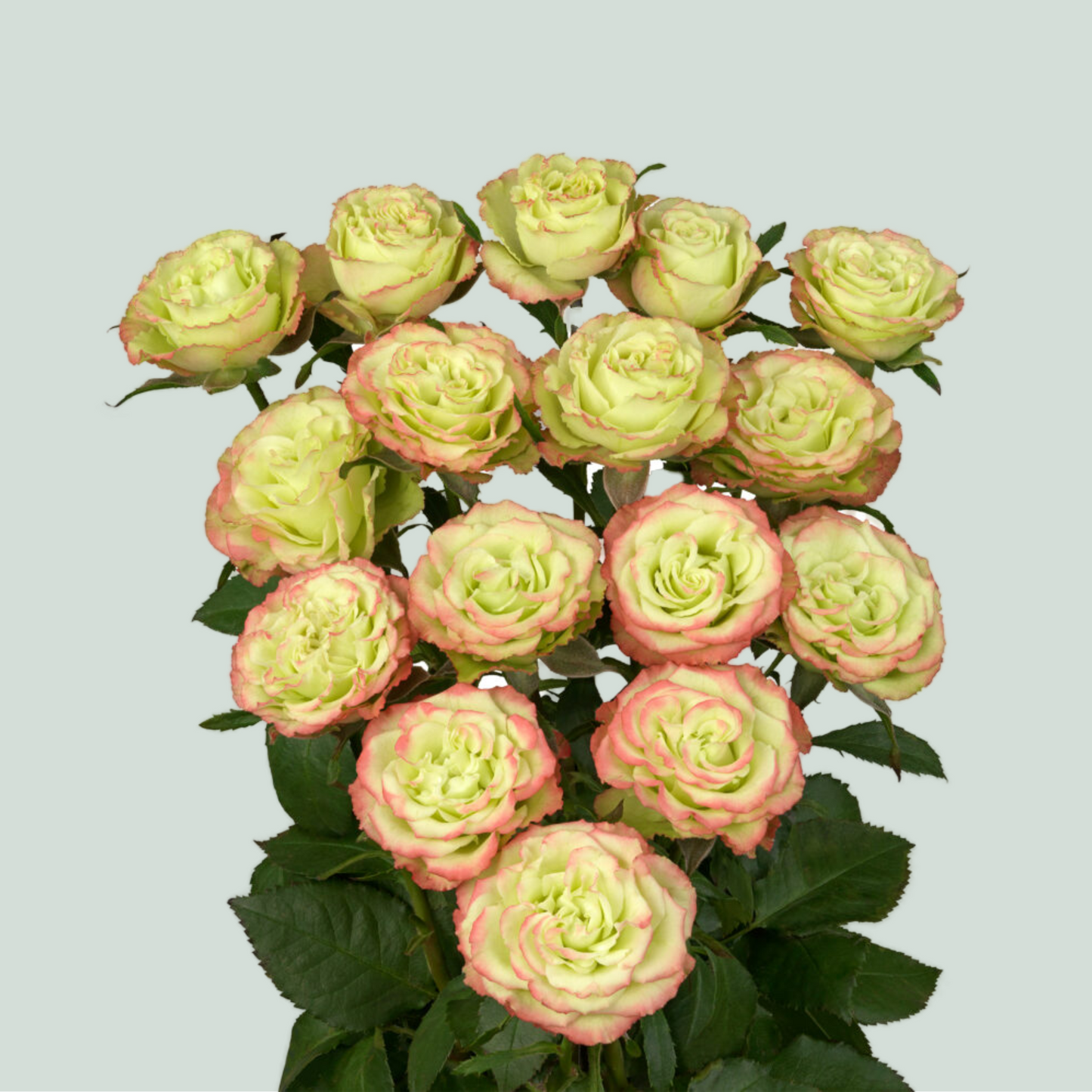 Spray Rose Limousine (10 Stems)