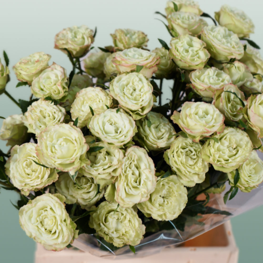Spray Rose Limousine (10 Stems)