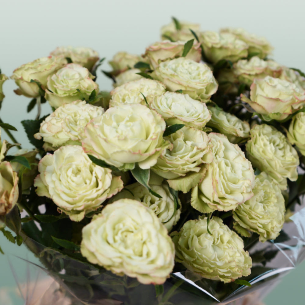 Spray Rose Limousine (10 Stems)