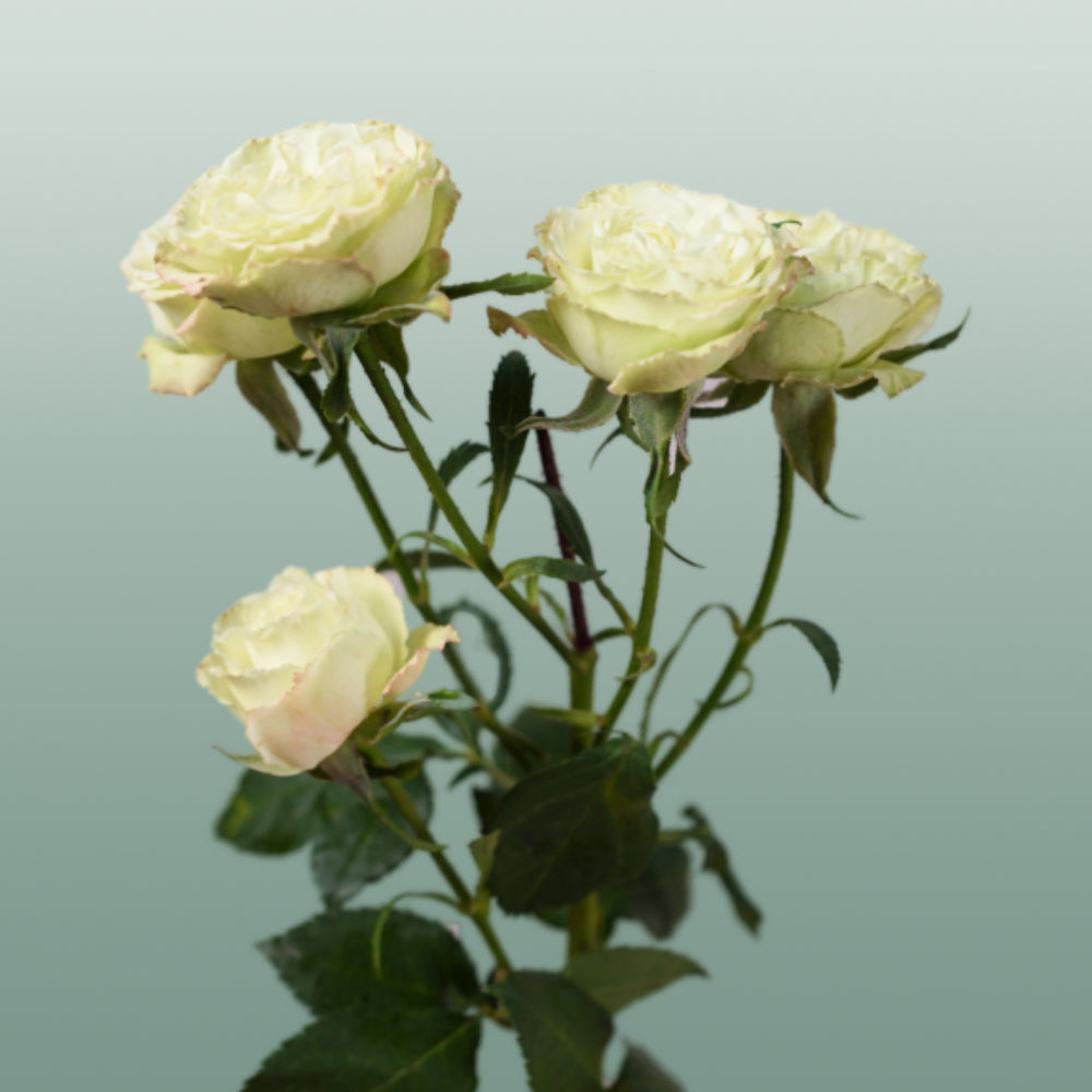 Spray Rose Limousine (10 Stems)