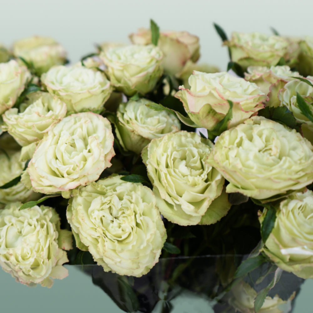 Spray Rose Limousine (10 Stems)