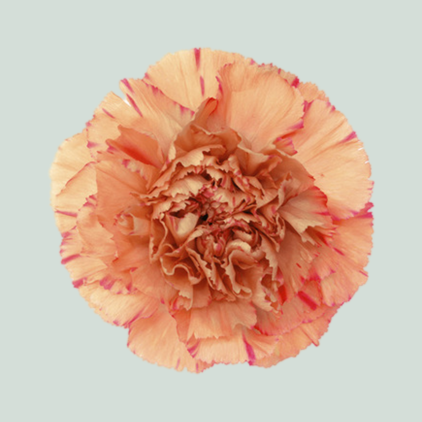 Carnation Standard Lion King (20 Stems)