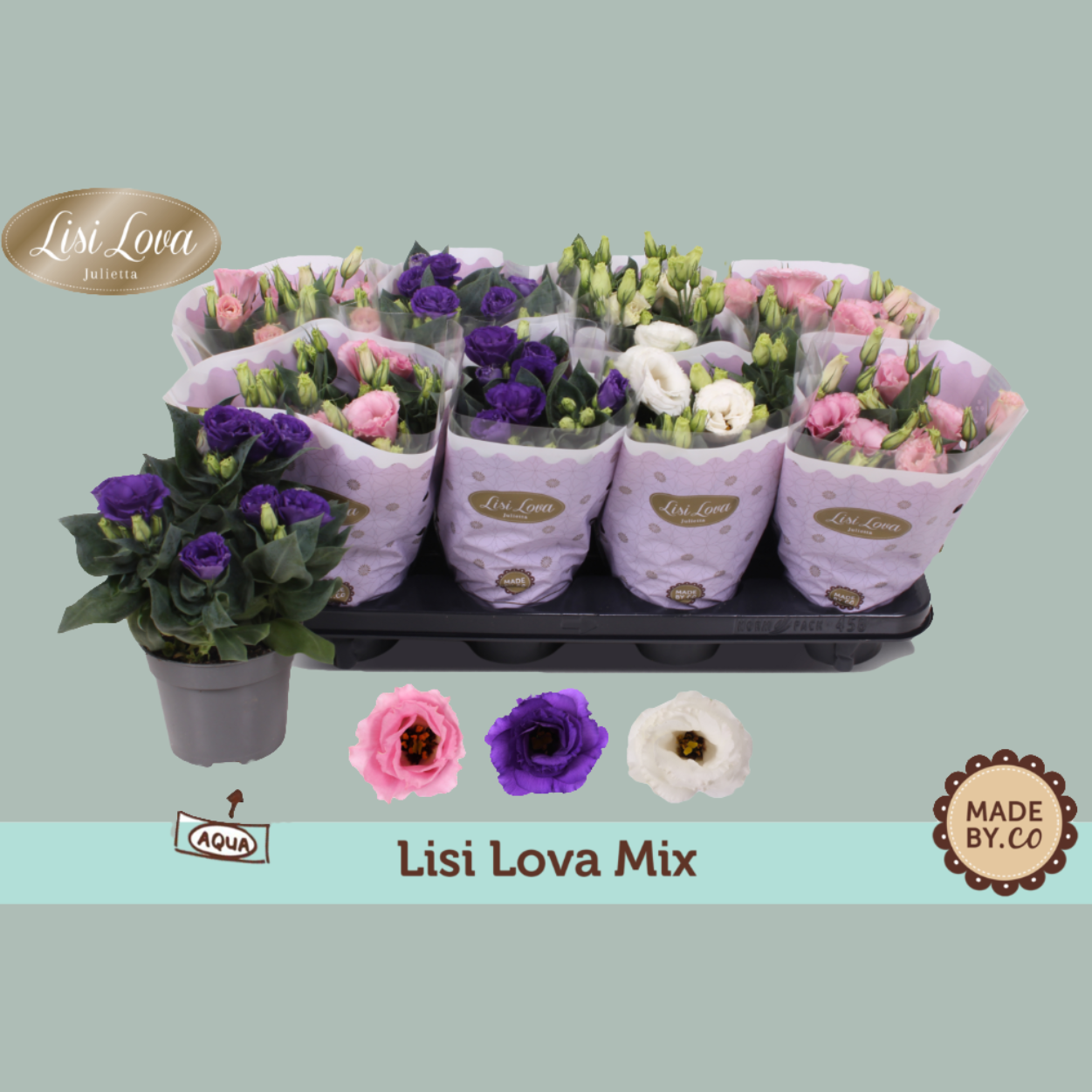 PL Eustoma Russellianum Julietta mix - (8 Plants)