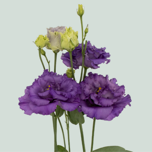 Eustoma Alissa Blue (10 Stems)