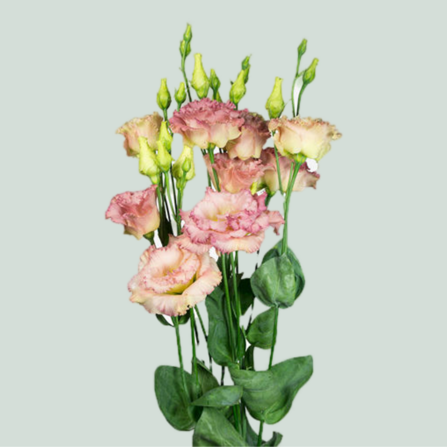 Lisianthus DBL. Alissa Champagne (10 Stems)