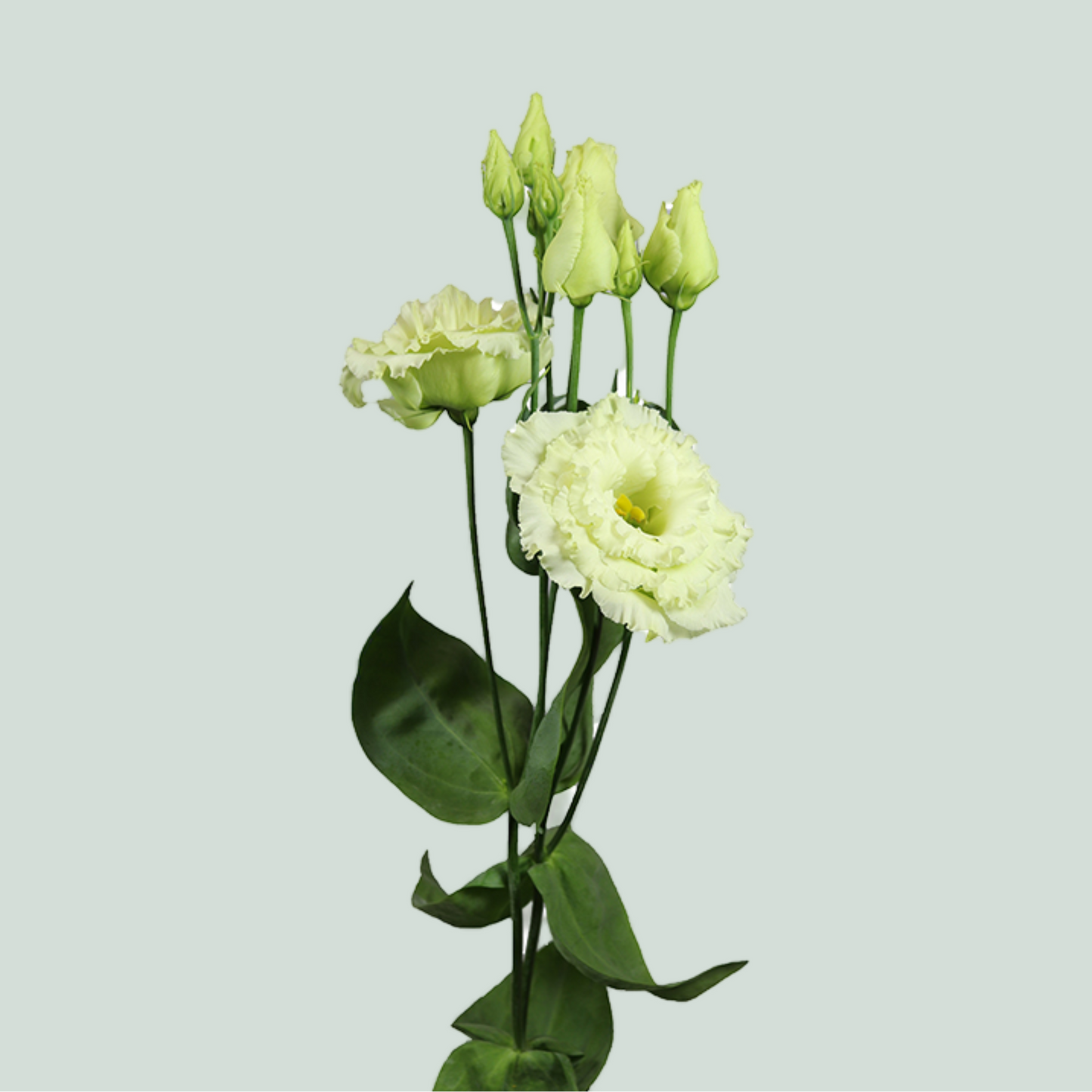 Lisianthus DBL. Alissa Green (10 Stems)