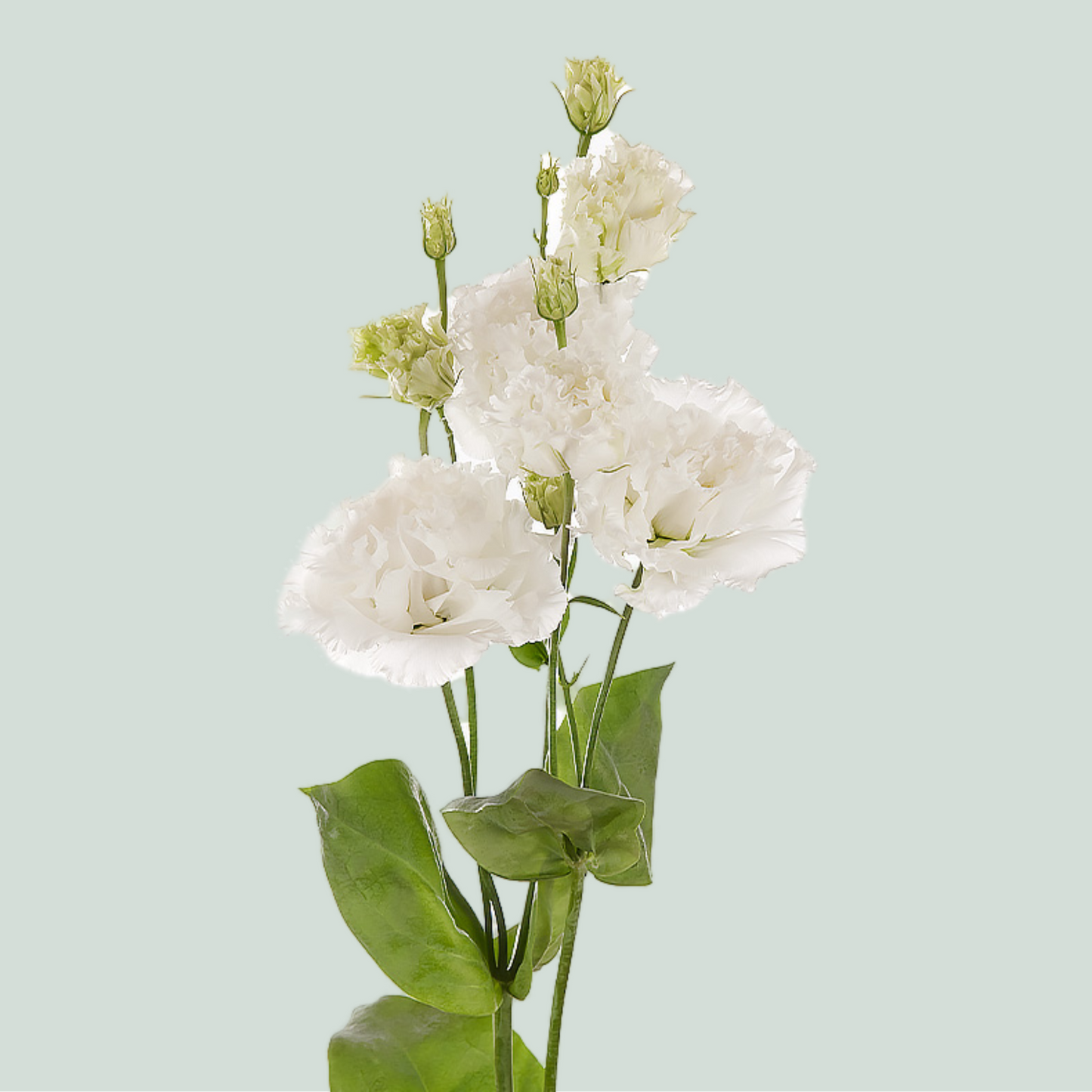 Lisianthus DBL. Alissa Pure White (10 Stems)