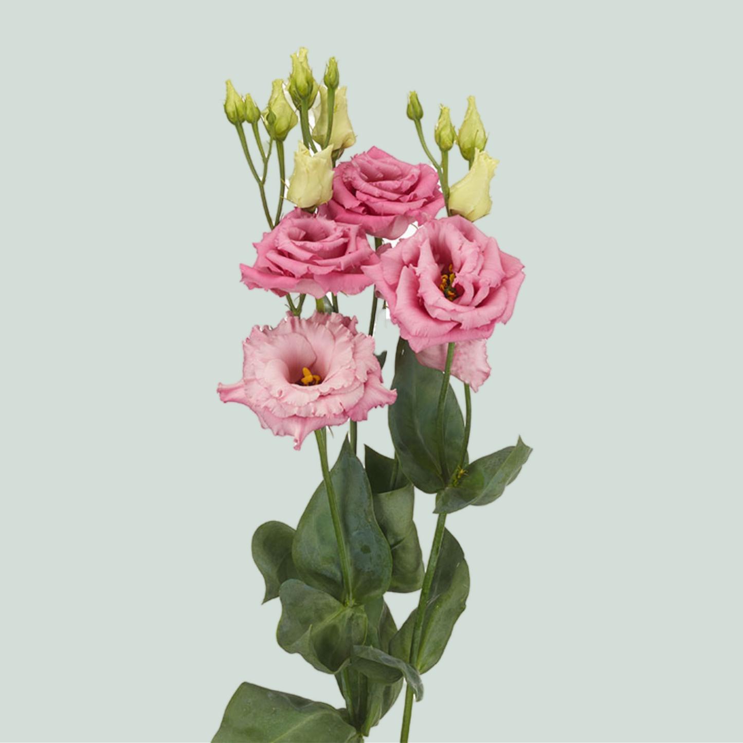 Lisianthus DBL. Alissa Rose (10 Stems)