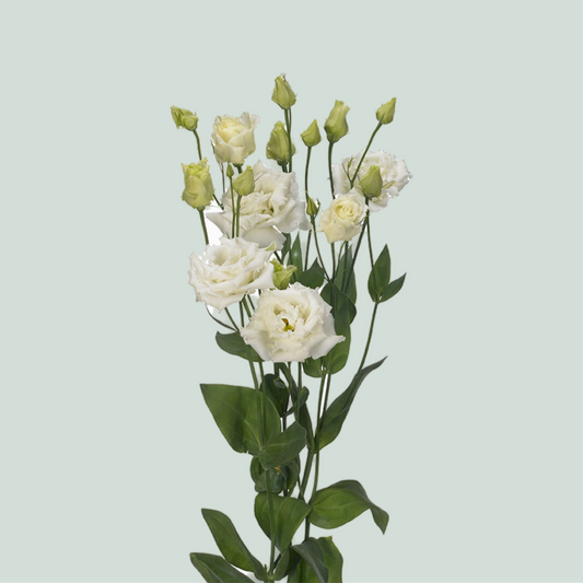 Eustoma Alissa White (10 Stems)
