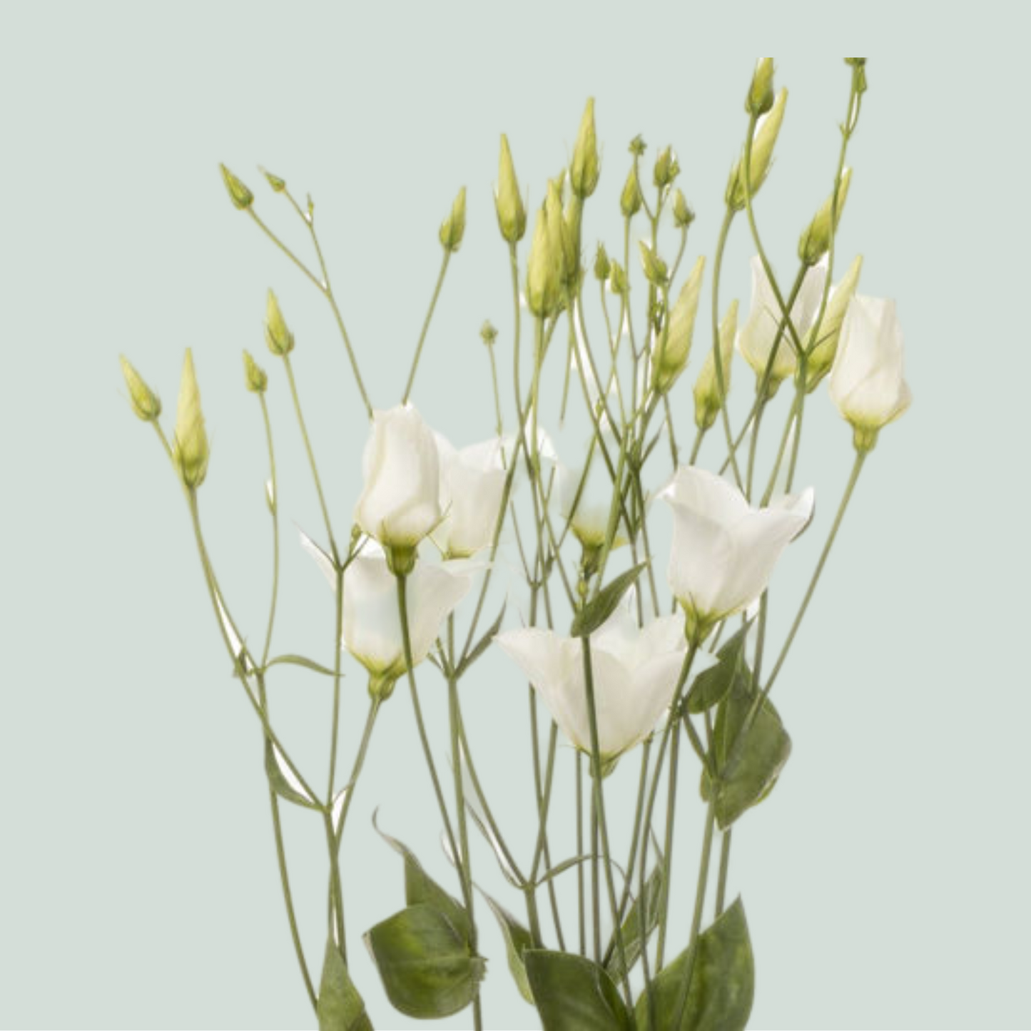 Eustoma Botanic white (10 Stems)