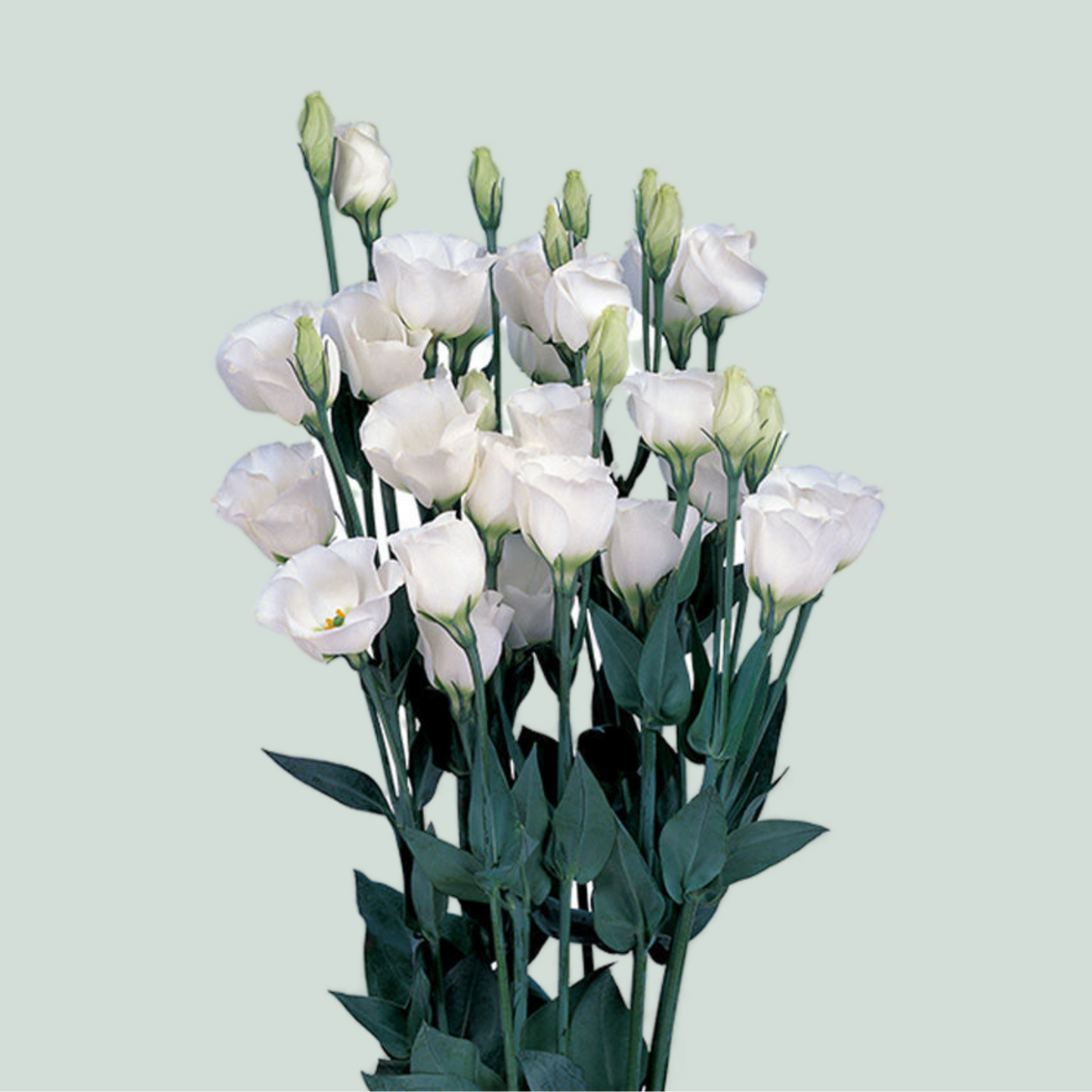 Lisianthus Piccolo White (10 Stems)