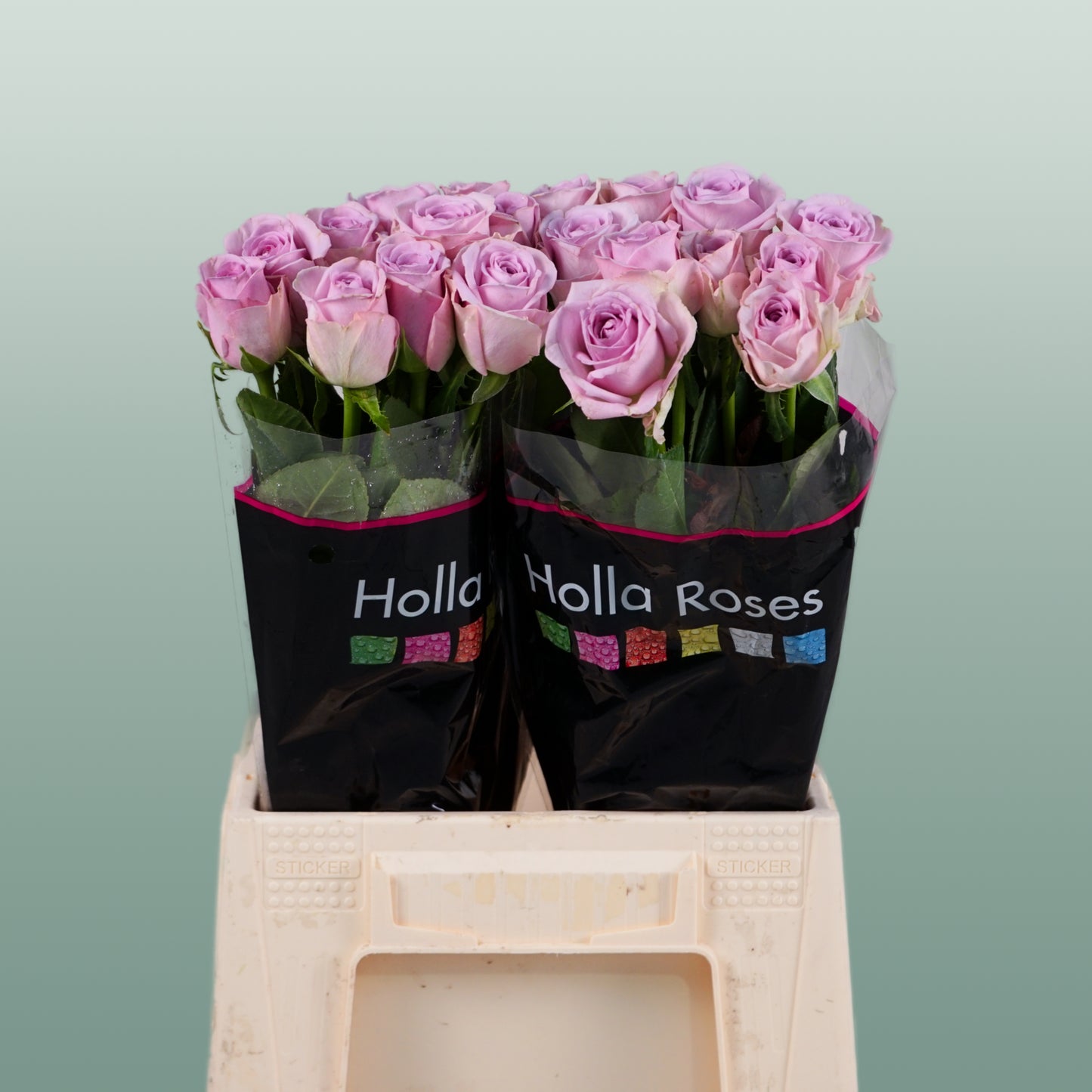 Rose Lovely Aqua (20 Stems)