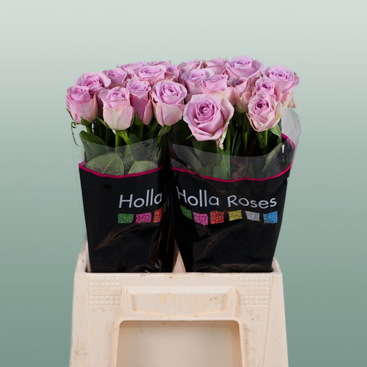 Rose Lovely Aqua (20 Stems)