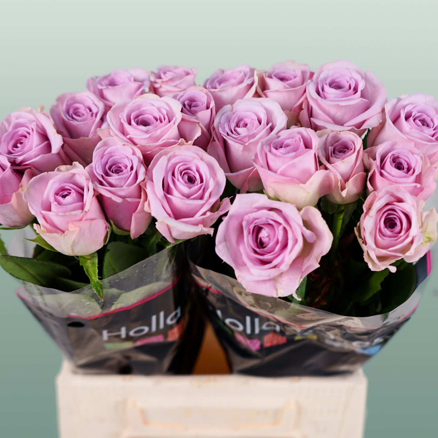 Rose Lovely Aqua (20 Stems)