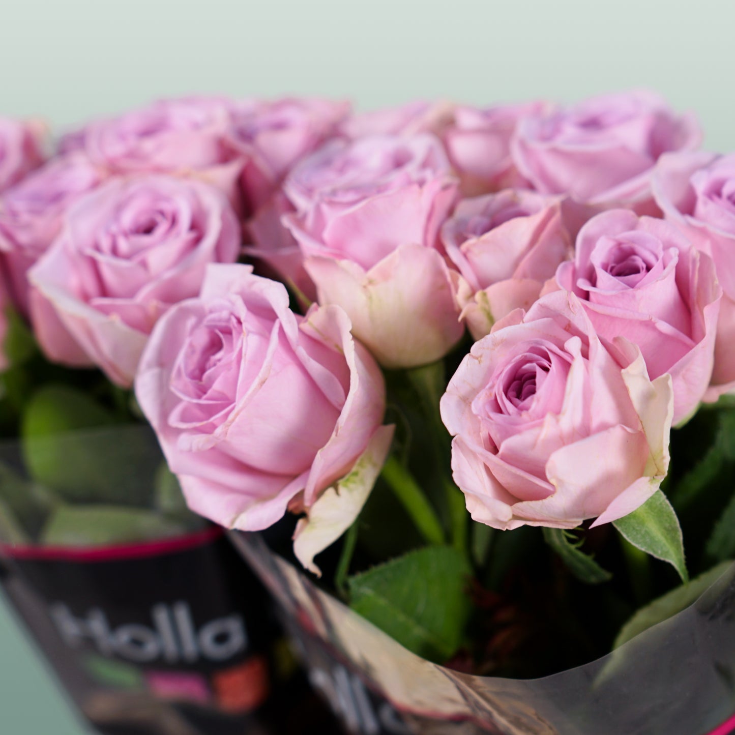Rose Lovely Aqua (20 Stems)