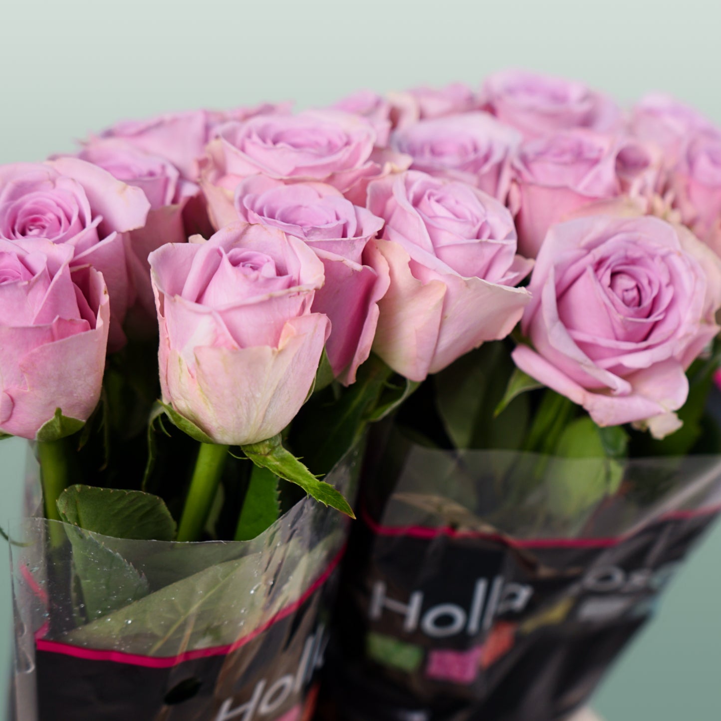 Rose Lovely Aqua (20 Stems)