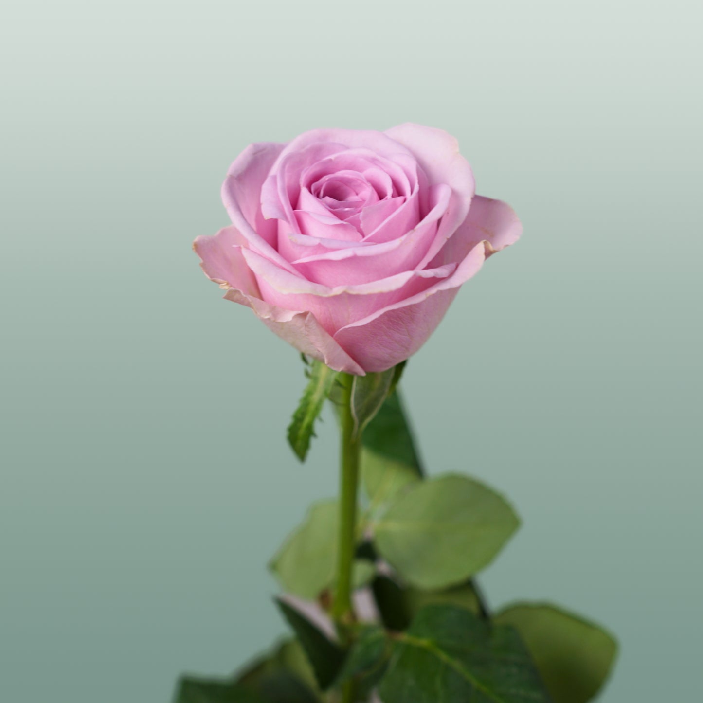 Rose Lovely Aqua (20 Stems)