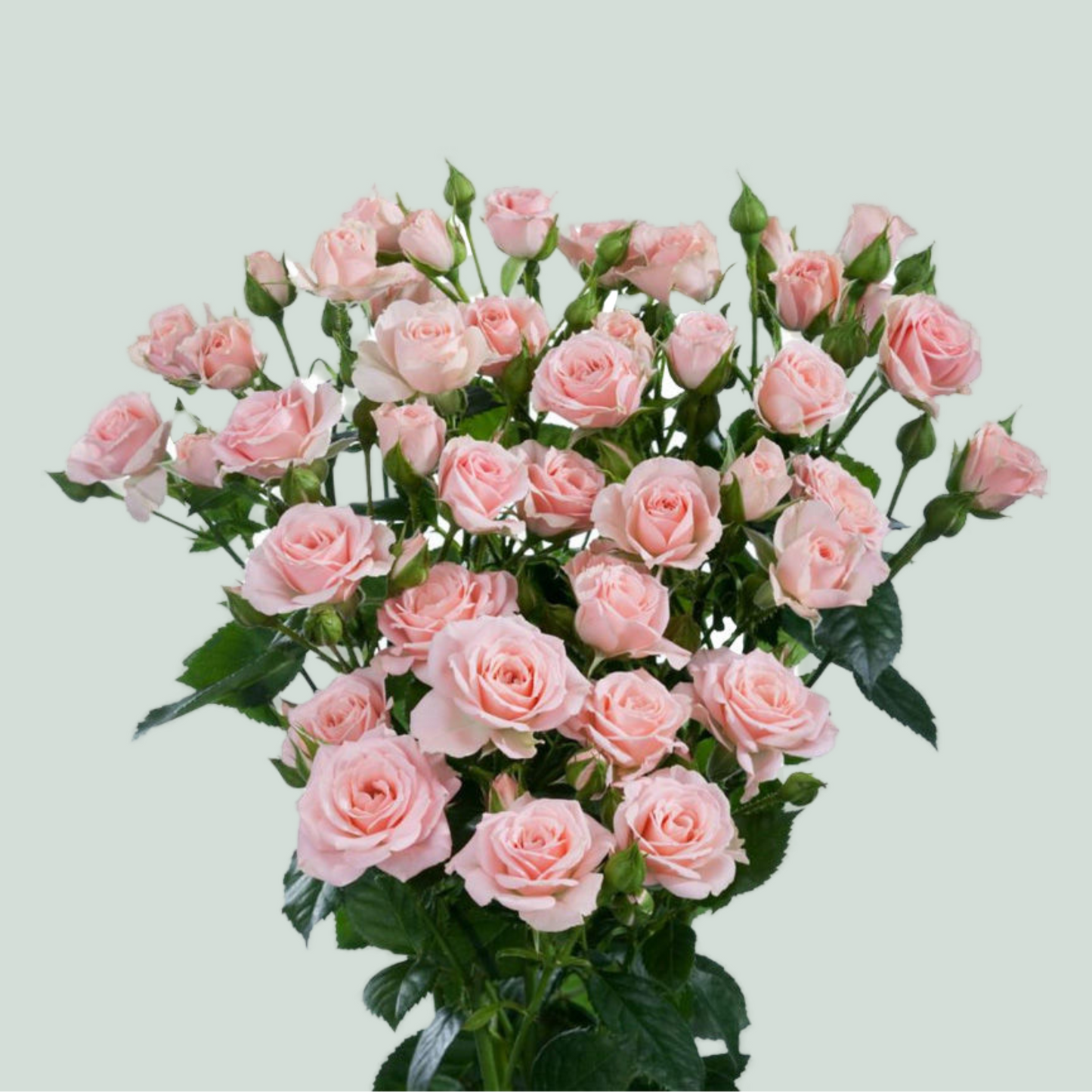 Spray Rose Lydia (10 Stems)