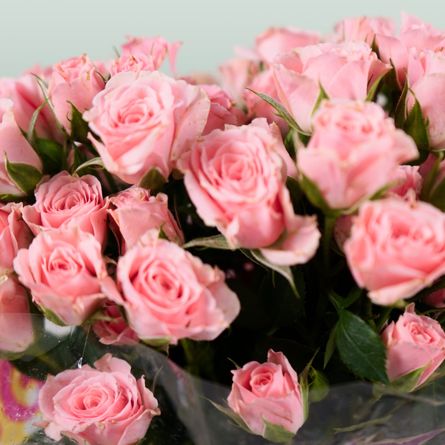 Spray Rose Lydia (10 Stems)