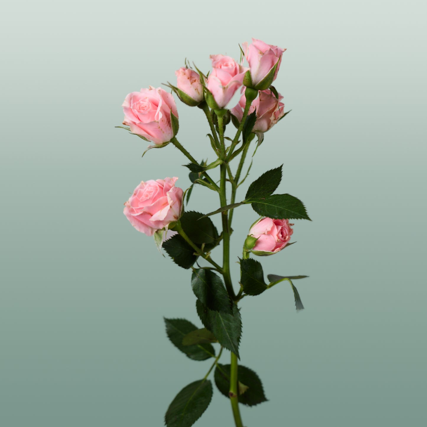 Spray Rose Lydia (10 Stems)