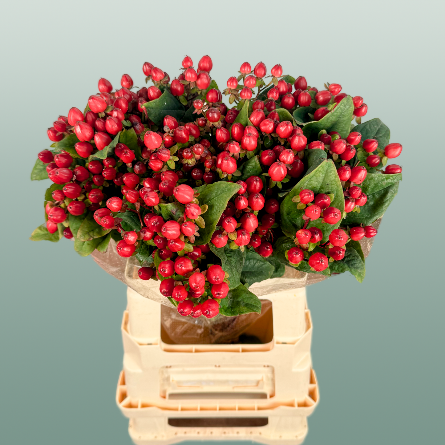 Hypericum Magical Triumph (25 Stems)