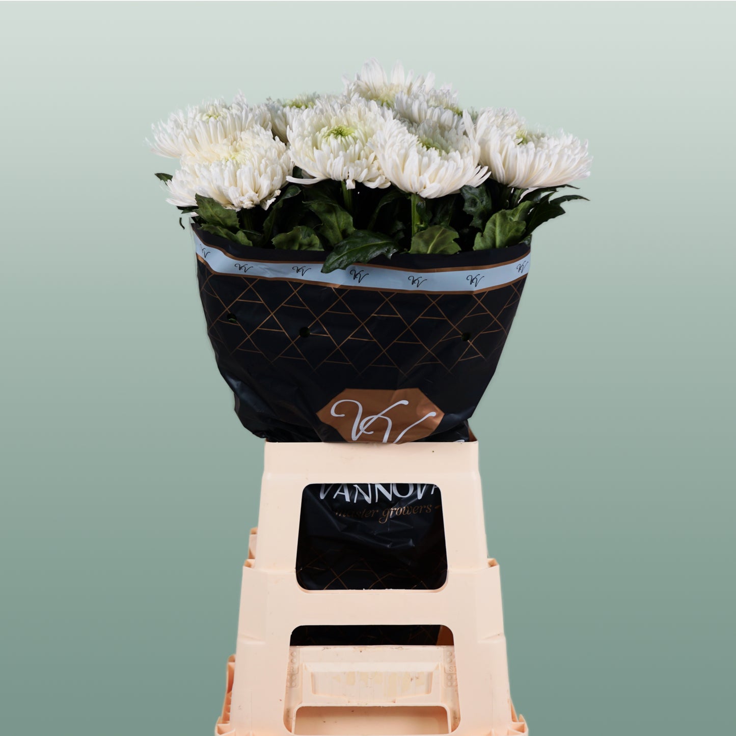 Chrysanthemum G Magnum White (10 Stems)