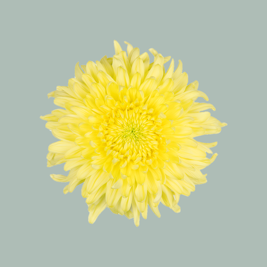 Chrysanthemum G Magnum Yellow (10 Stems)