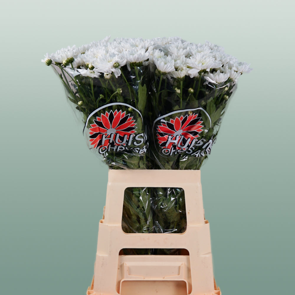 Chrysanthemum Spray Bonita White (20 Stems)