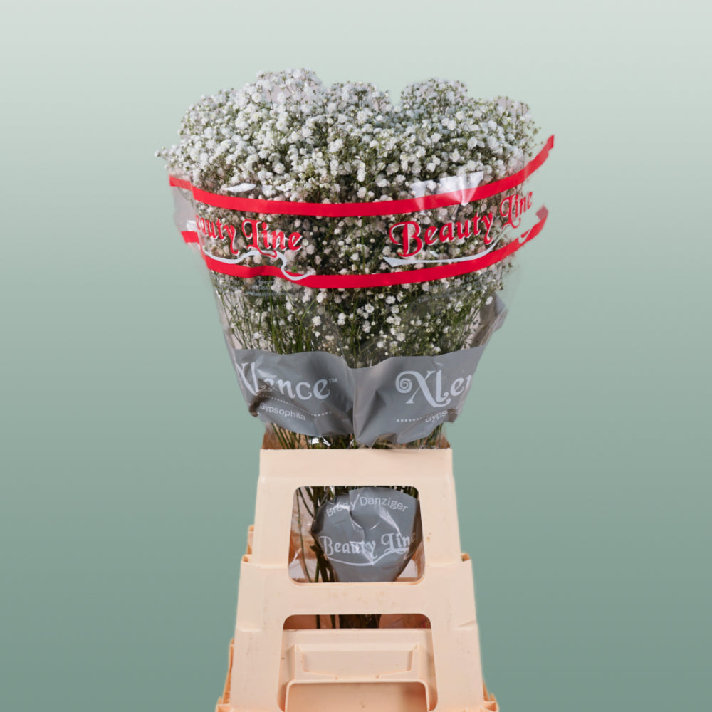 Gypsophila Excellence (25 Stems)