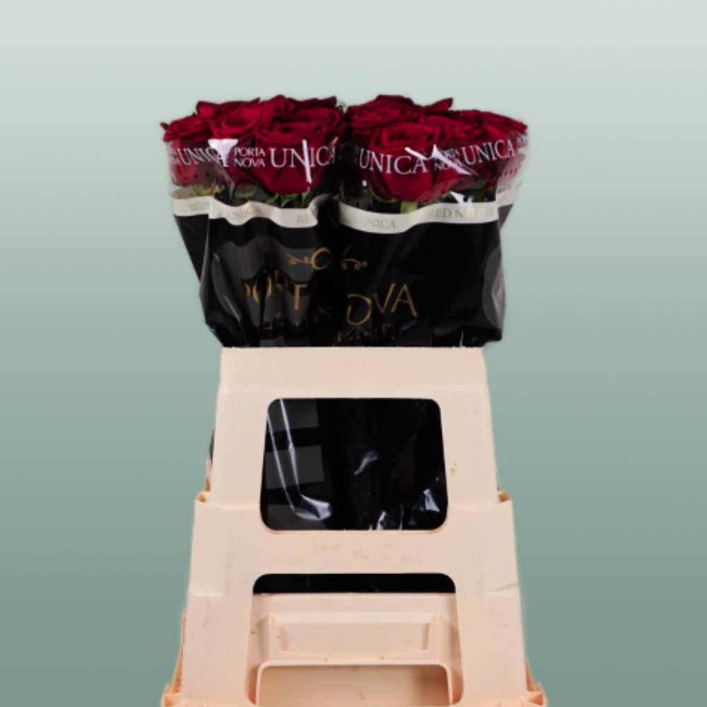 Rose Red Naomi 40-80cm (20 Stems)