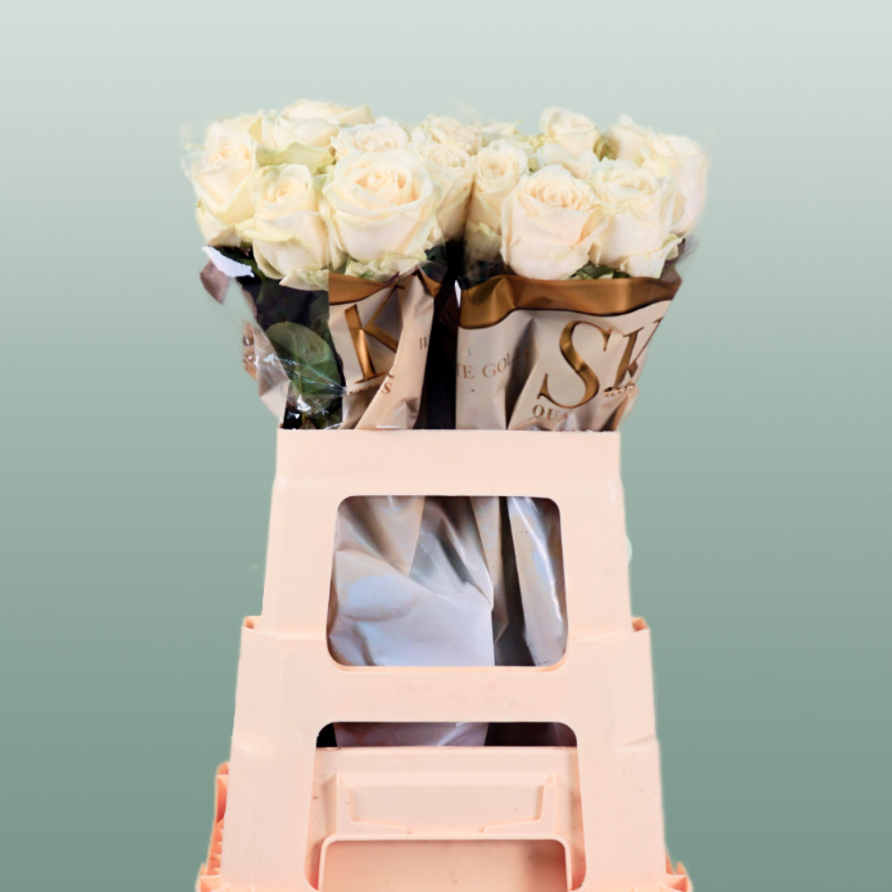 Rose Avalanche White 40-80cm (20 Stems)