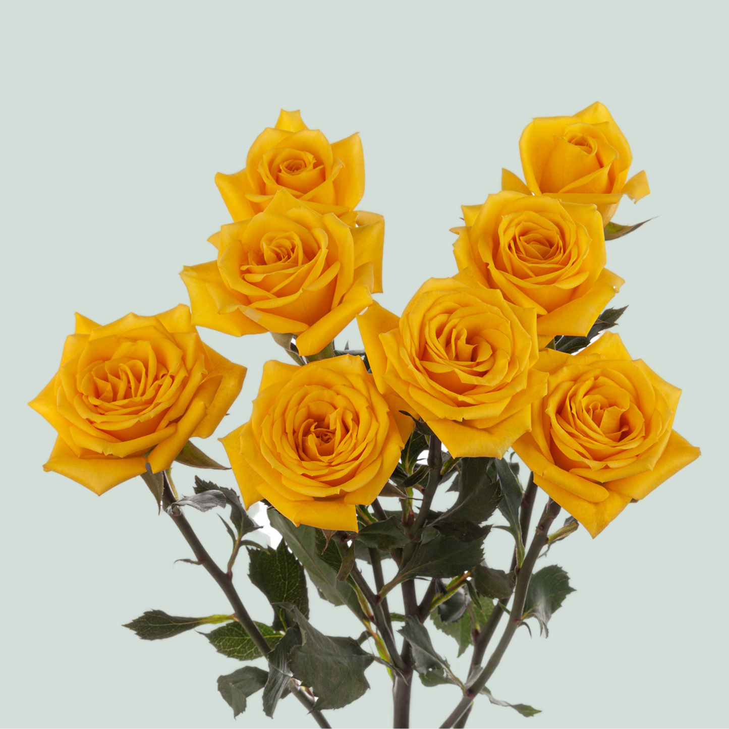 Spray Rose Mariah (10 Stems)