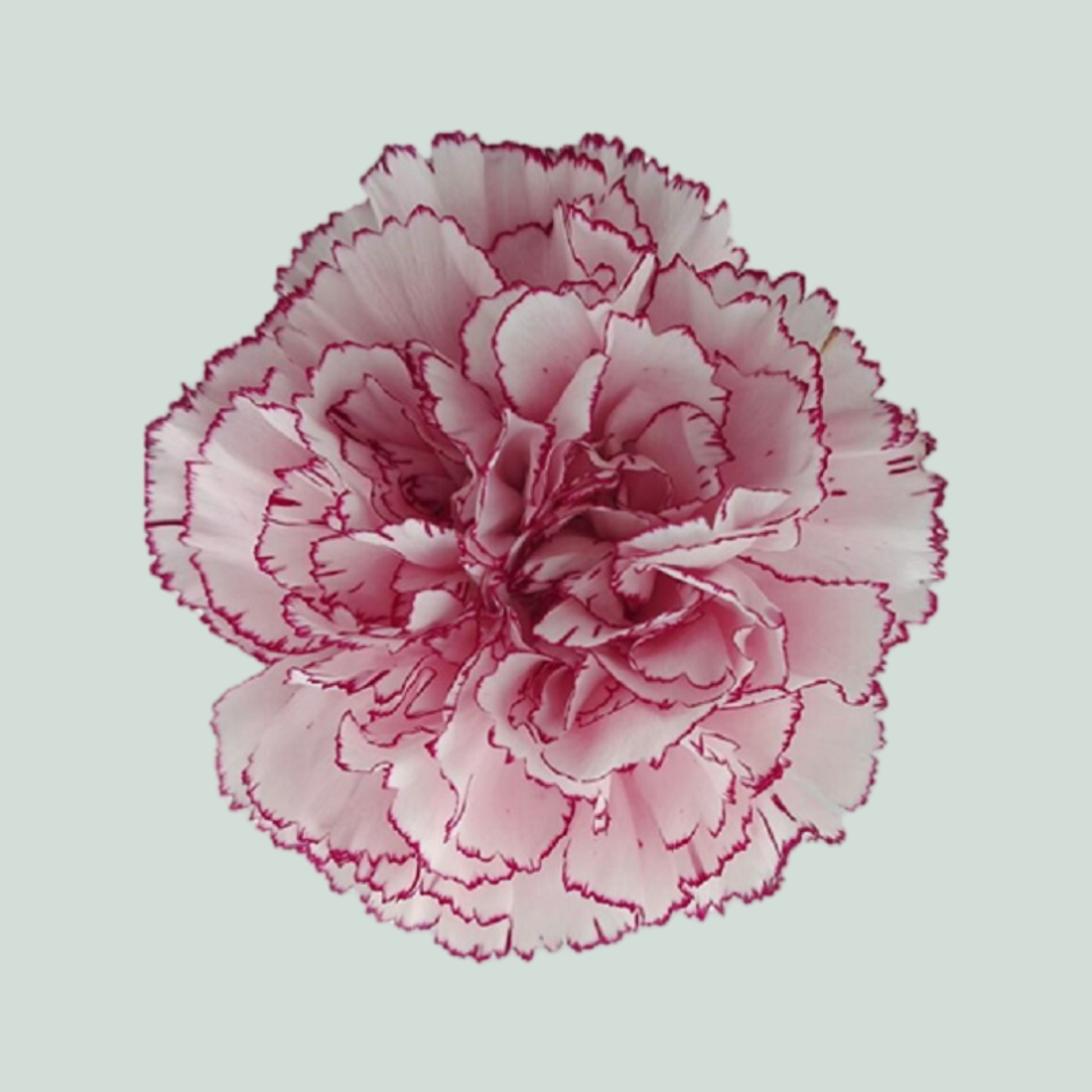 Carnation Standard Mariposa (20 Stems)