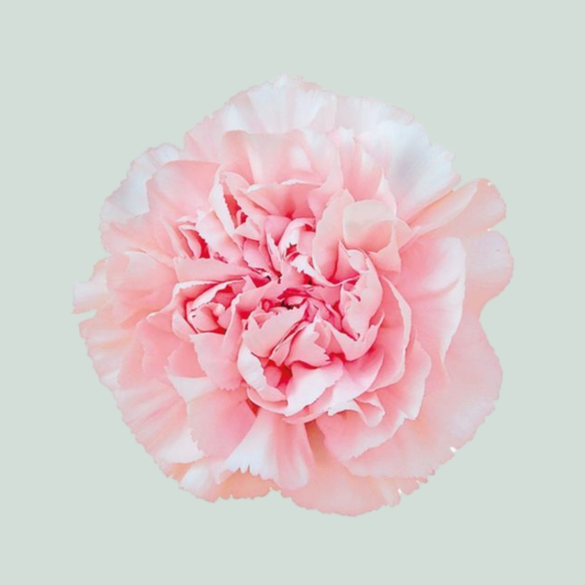 Carnation Standard Maruchi (20 Stems)