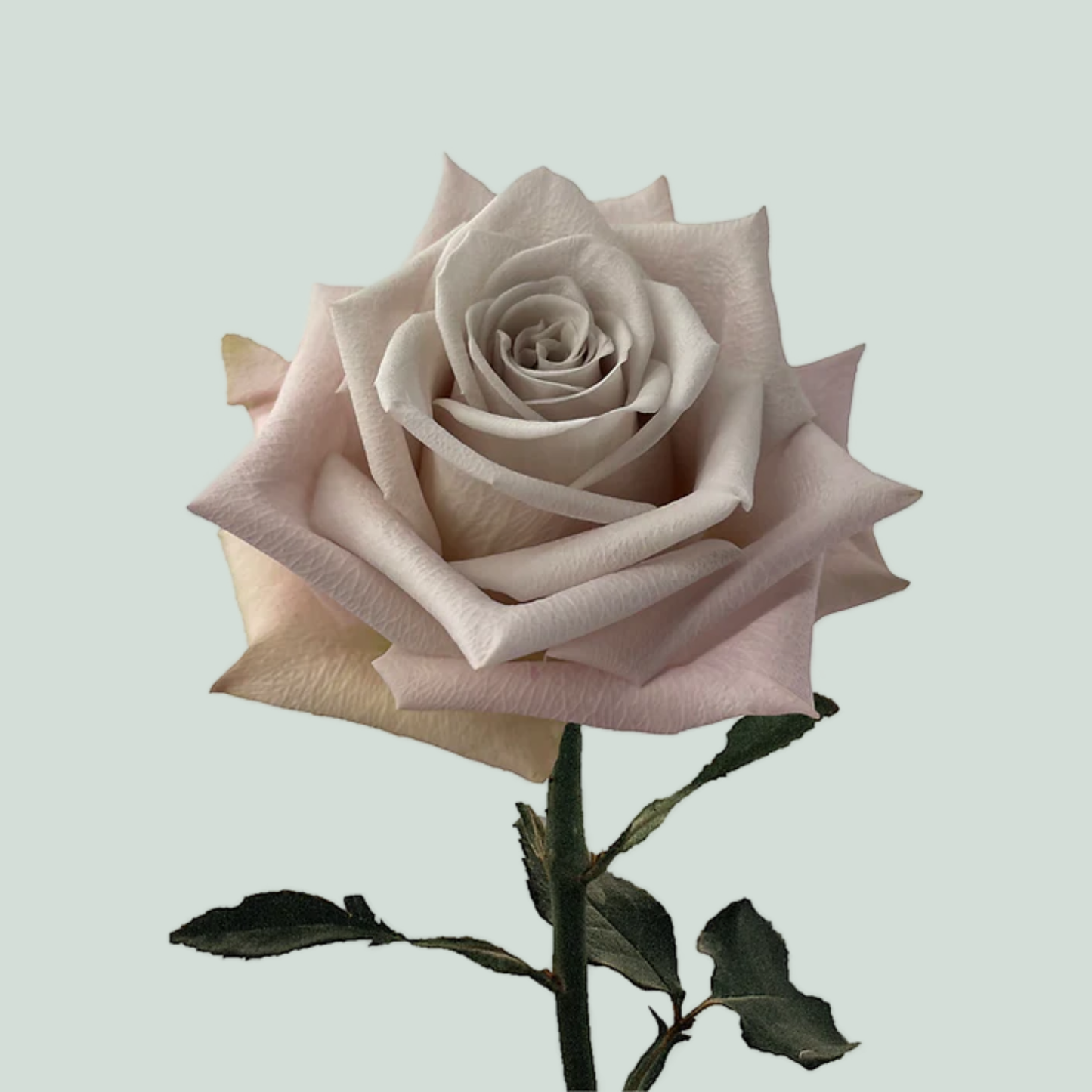 Rose Menta (20 Stems)