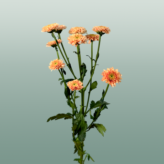 Chrysanthemum Santini Miller Smokey