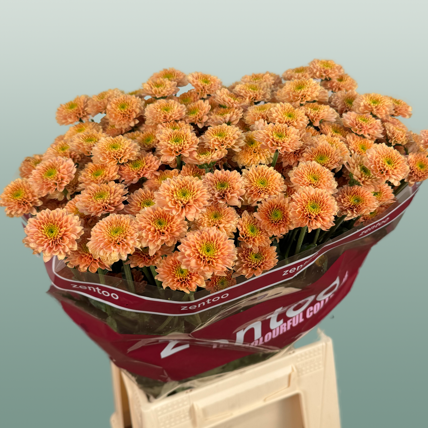 Chrysanthemum Santini Miller Smokey