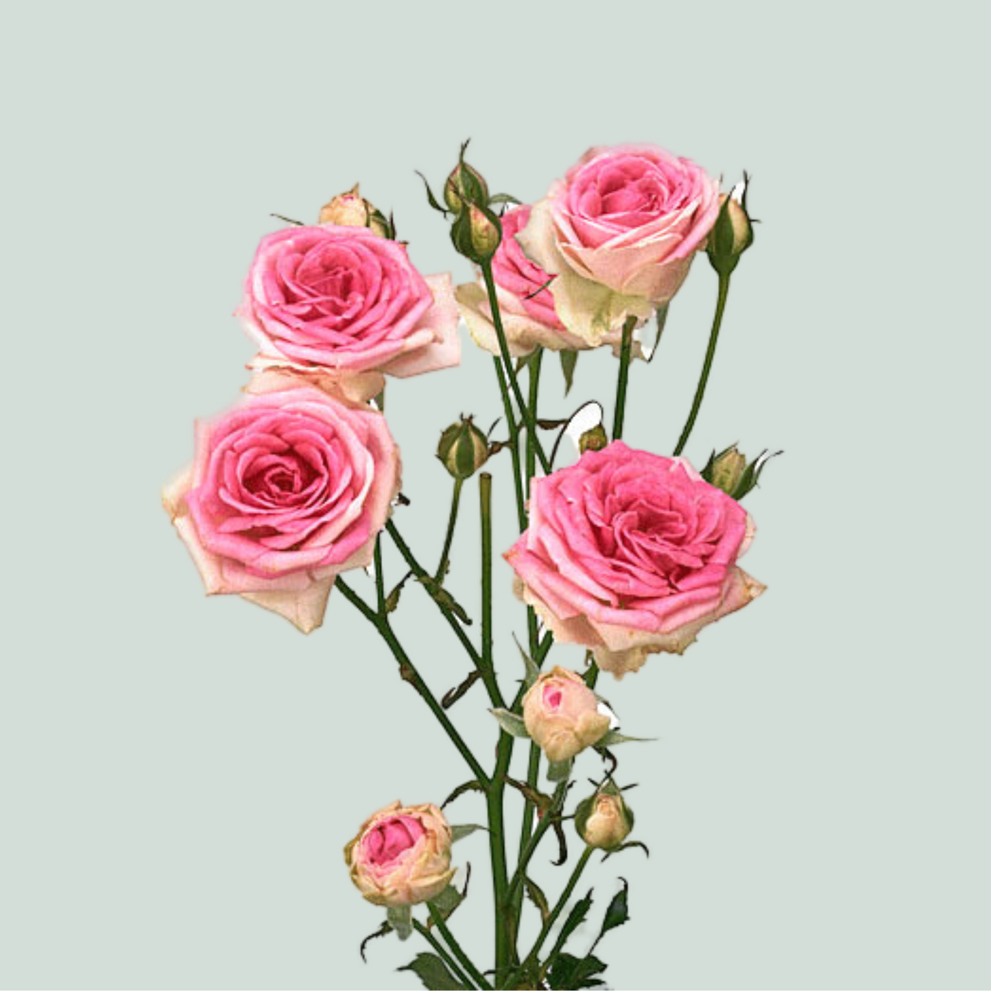 Spray Rose Mimi Eden (10 Stems)