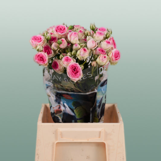 Rose Mimi Eden (Spray) (10 Stems)