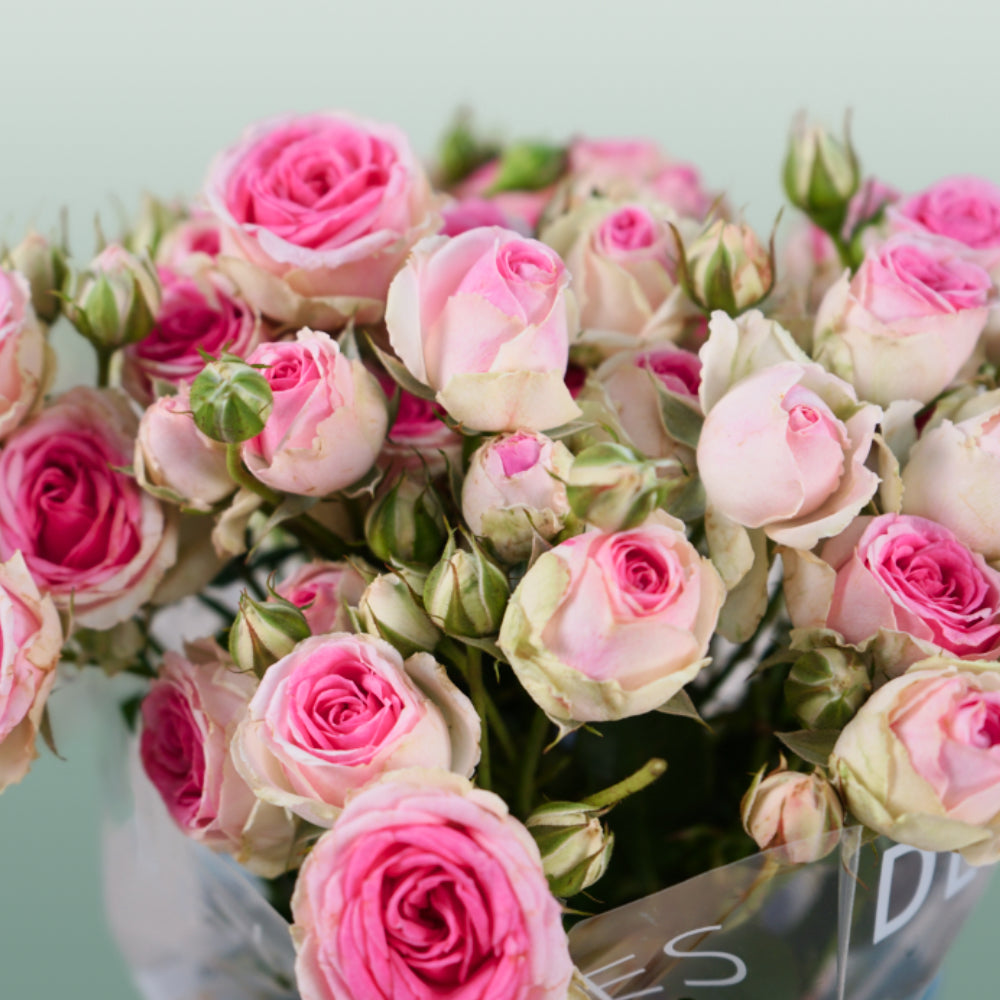 Spray Rose Mimi Eden (10 Stems)