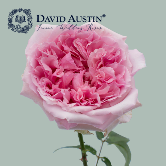 David Austin Miranda Rose (24 Stems)