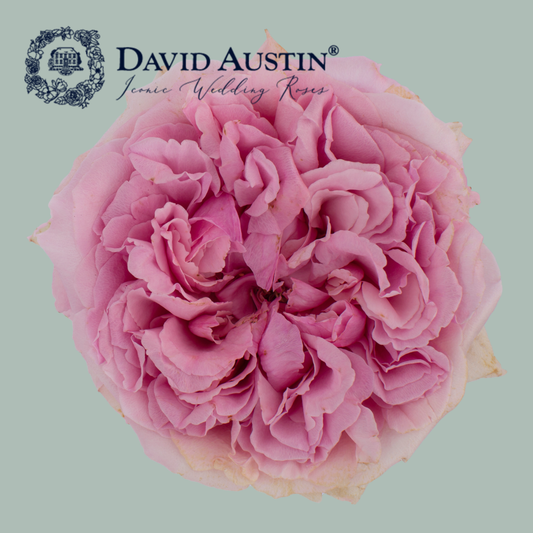 David Austin Miranda Rose (24 Stems)