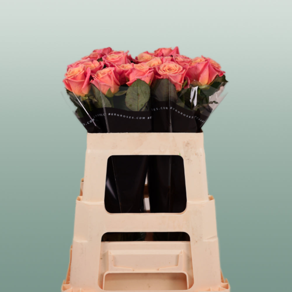 Rose Miss Piggy 40-60cm (20 Stems)