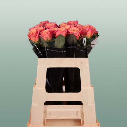Rose Miss Piggy (20 Stems)