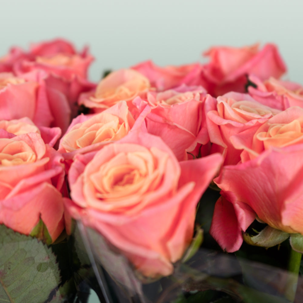 Rose Miss Piggy 40-60cm (20 Stems)