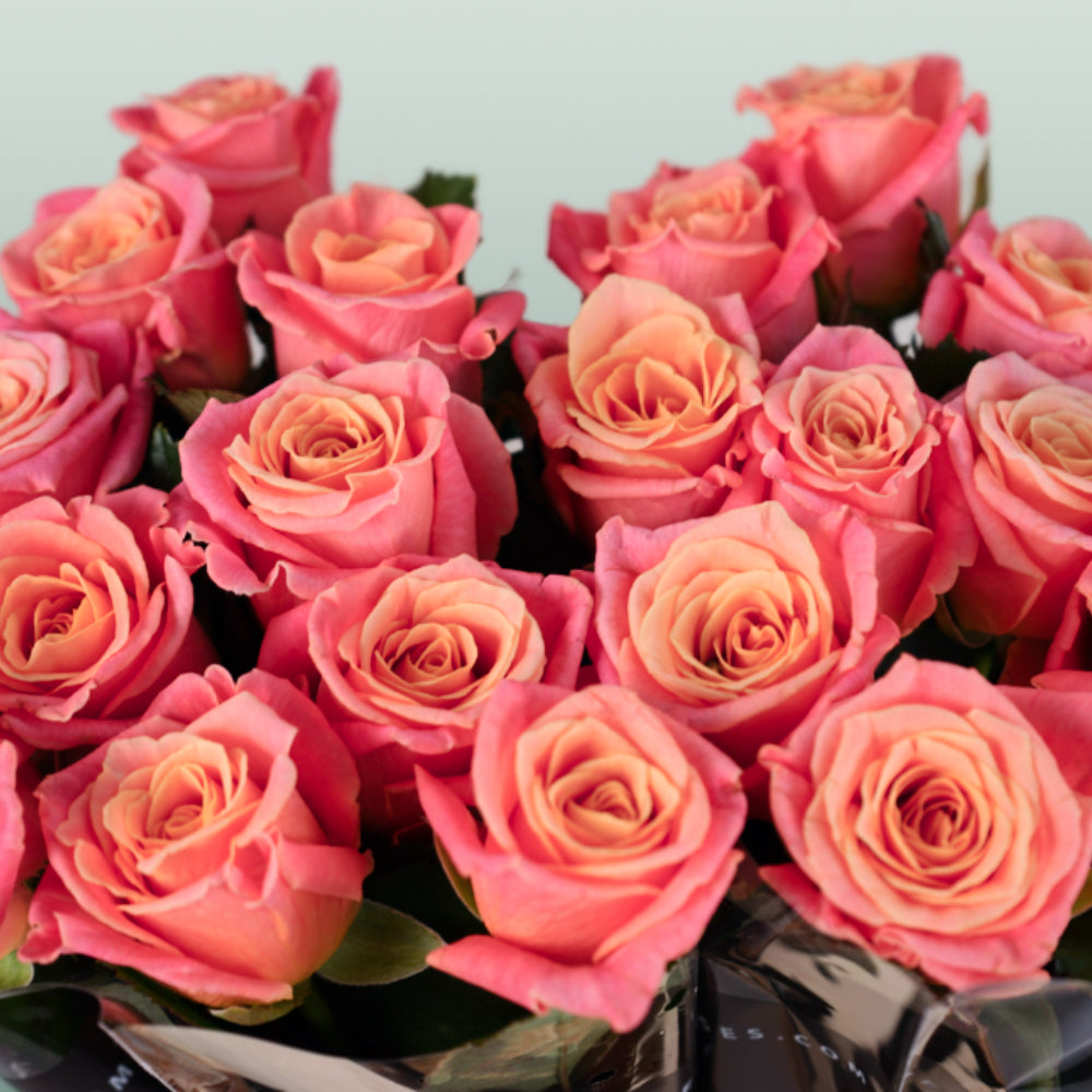 Rose Miss Piggy 40-60cm (20 Stems)