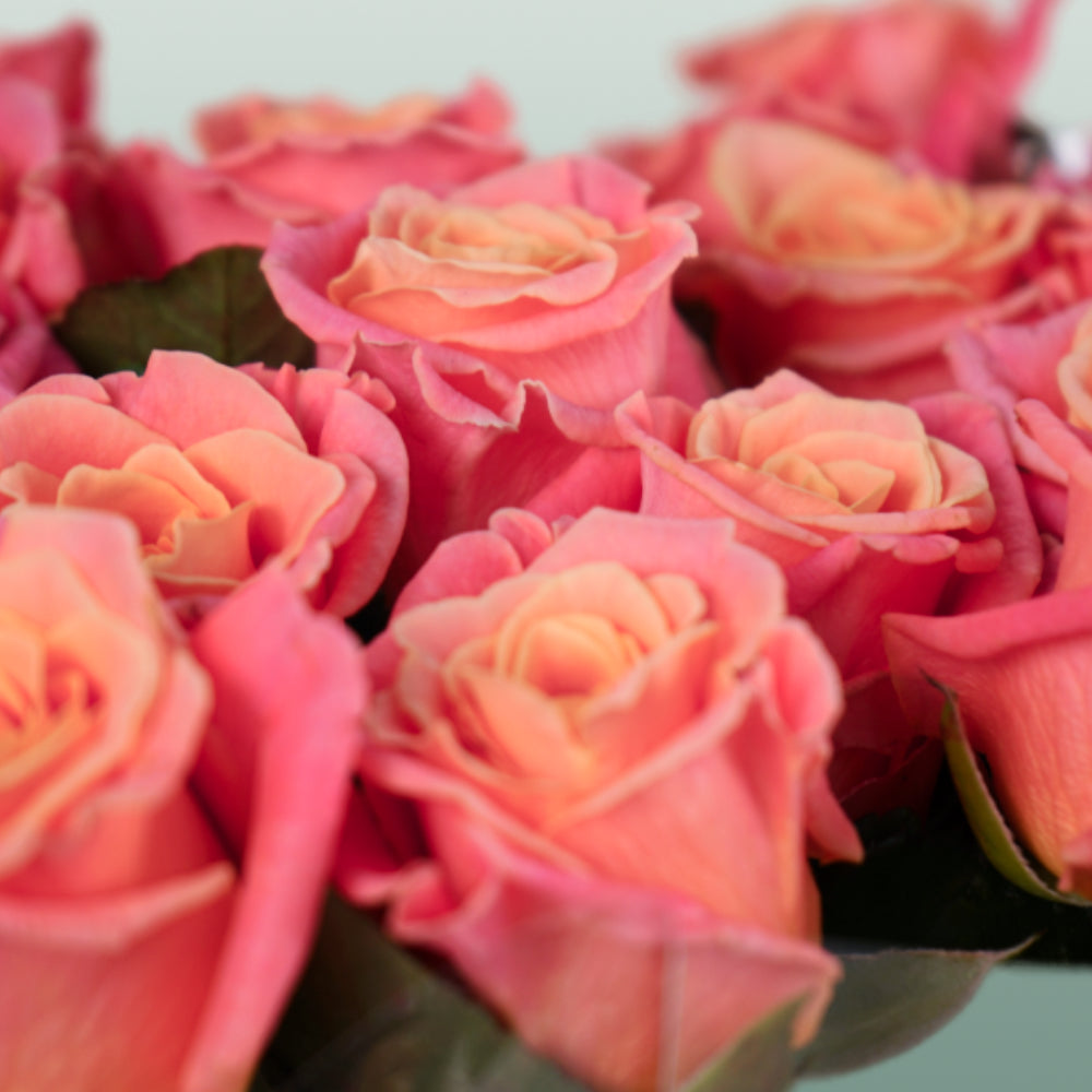 Rose Miss Piggy 40-60cm (20 Stems)