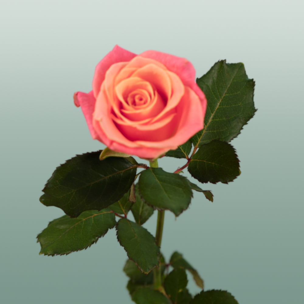 Rose Miss Piggy 40-60cm (20 Stems)